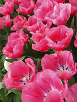 Images Dated 7th April 2011: Pink tulips