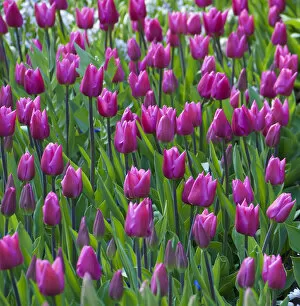Netherlands, Holland Gallery: Pink tulips