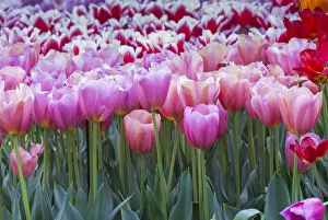Blooms Prints: Pink tulips