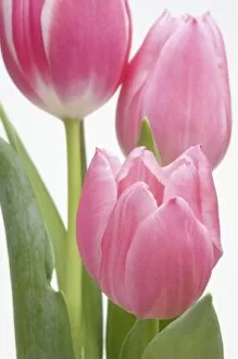 Images Dated 9th March 2006: Pink tulips