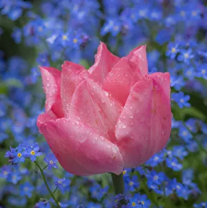 Pink tulips intermixed with forget-me-nots
