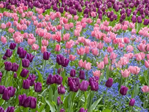 Victoria Prints: Pink tulips intermixed with forget-me-nots