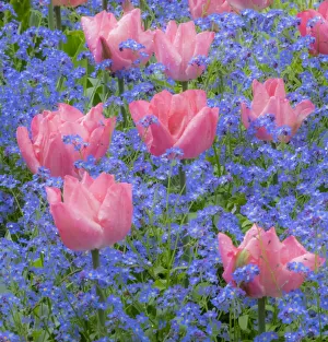 Images Dated 11th May 2017: Pink tulips intermixed with forget-me-nots