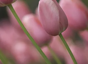 Michigan Prints: Pink tulips, Michigan