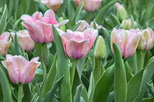 Images Dated 7th September 2019: Pink tulips, USA