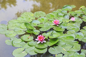Images Dated 14th July 2015: pink water lillies, Lake View Hotel, Beijing, China