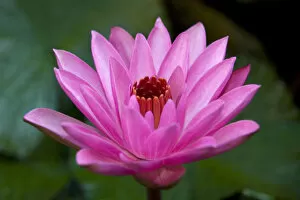 Images Dated 25th August 2006: Pink Water Lily