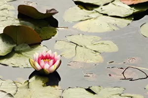Pink water lily, Stanley Park, British Columbia