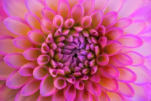 Decorative Prints: Pink, white arbatax dahlia blossom, Bellevue Botanical Garden, Washington State, Usa