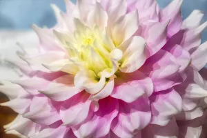 Asteraceae Prints: Pink and white dahlia, Gitts Perfection, USA