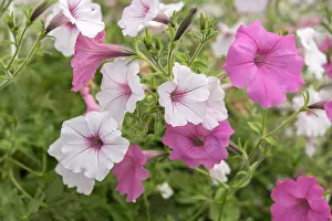 Pink and white petunias, USA