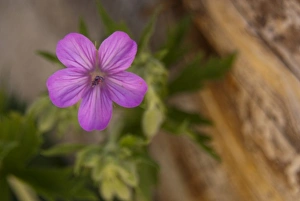 Yellow Stone Prints: Pink Wildflower in Yellowstone NP