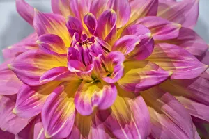 Asteraceae Prints: Pink and yellow dahlia, Kidds Climax, USA