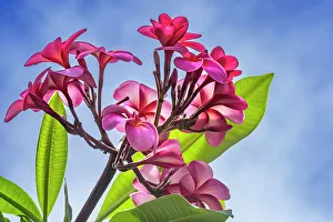 Shrub Prints: Pink yellow frangipani plumeria, Waikiki, Honolulu, Hawaii