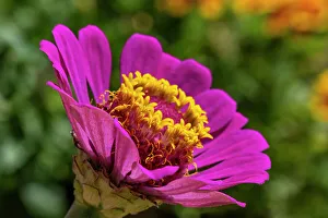 Asteraceae Prints: Pink zinnia