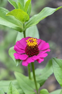 Pink Zinnia, USA