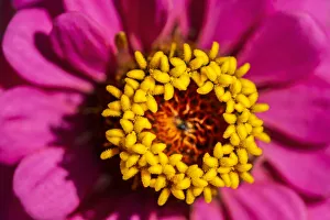Pink zinnia, USA