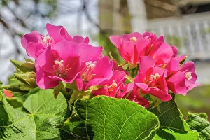 Shrub Prints: Pinkball hydrangea, Key West, Florida
