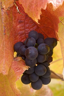 Cromwell Prints: Pinot Noir Grapes in Autumn, Domain Road Vineyard