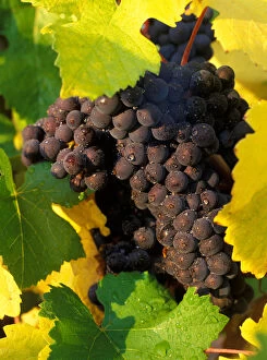 Pinot Noir grapes ready to be harvested in the Fall in vineyard near Sherwood, Oregon