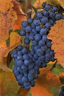 Images Dated 18th October 2005: Pinot Noir grapes set among the Fall-gold-colored leaves of the vineyard at Summerhill