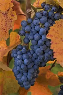 Enology Prints: Pinot Noir grapes set among the Fall-gold-colored leaves of the vineyard at Summerhill