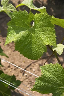 A pinot noir leaf - you can identify the variety since the leaf goes all the way into the center