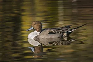 Nature Prints: Pintail duck