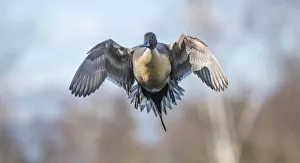 Images Dated 20th February 2018: The Pintail duck (Anas acute) has a wide geographic distribution across northern latitudes