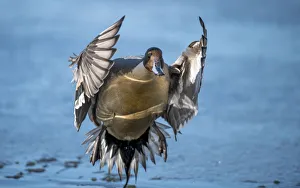 Images Dated 20th February 2018: Pintail duck (Anas acute) has a wide geographic distribution across northern latitudes