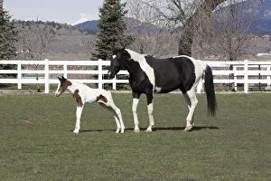Images Dated 5th April 2008: Pinto, Oldenburg warmblood, foal, Oldenburg Mare and foal in pasture, white fence