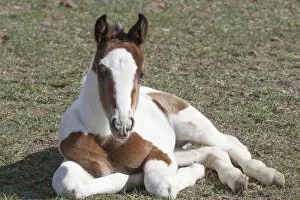 Images Dated 5th April 2008: Pinto, Oldenburg warmblood, foal