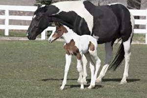 Images Dated 5th April 2008: Pinto, Oldenburg warmblood, foal, filly