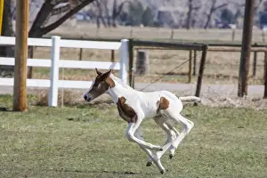 Foal Prints: Pinto, Oldenburg warmblood, foal jumping and running 4 feet off the ground