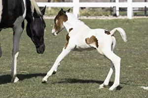 Images Dated 5th April 2008: Pinto, Oldenburg warmblood, foal playing
