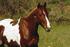 Pony Prints: Pinto pomy in meadow on La Sal Mountain Loop, Utah, USA