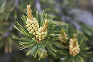 Images Dated 6th November 2024: Pinyon pine, Alcove Nature Trail, Colorado National Monument, Colorado, US