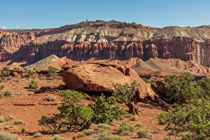 Images Dated 12th September 2024: Pinyon pines and the Fluted Wall, Sunset Point, Capitol Reef National Park, Utah, US