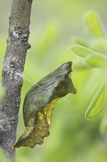 Hill Country Prints: Pipevine Swallowtail, Battus philenor, Pupa, Uvalde County, Hill Country, Texas, USA