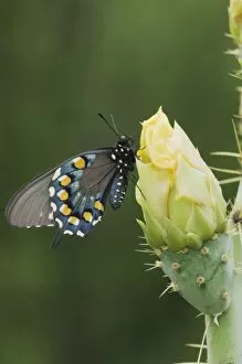 Pipevine Swallowtail, Battus philenor, adult on Texas Prickly Pear Cactus (Opuntia lindheimeri)