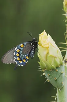 Spin Prints: Pipevine Swallowtail, Battus philenor