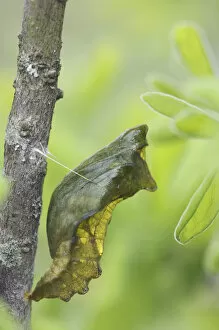 Pipevine Swallowtail, Battus philenor, Pupa, Uvalde County, Hill Country, Texas, USA