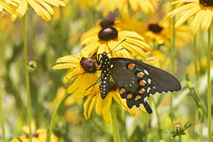 Prints of Pipevine swallowtail on Black-eyed Susan, Marion County, Illinois Images Dated 2019 May: Pipevine swallowtail on Black-eyed Susan, Marion County, Illinois