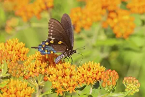 Stephen A Prints: Pipevine Swallowtail on Butterfly Milkweed