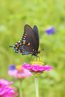 Alighting Prints: Pipevine Swallowtail male on zinnia in flower garden