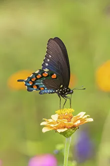 Pipevine Swallowtail male on zinnia in flower garden, Marion County, Illinois