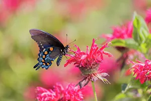 Alighting Prints: Pipevine Swallowtail on Scarlet Bee Balm, Marion County, Illinois
