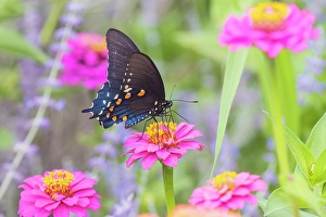 Images Dated 10th June 2024: Pipevine swallowtail on zinnia, Marion County, Illinois