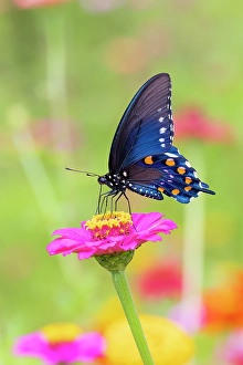 Images Dated 10th June 2024: Pipevine swallowtail on zinnia, Marion County, Illinois