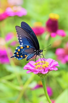 Images Dated 10th June 2024: Pipevine swallowtail on zinnia, Marion County, Illinois